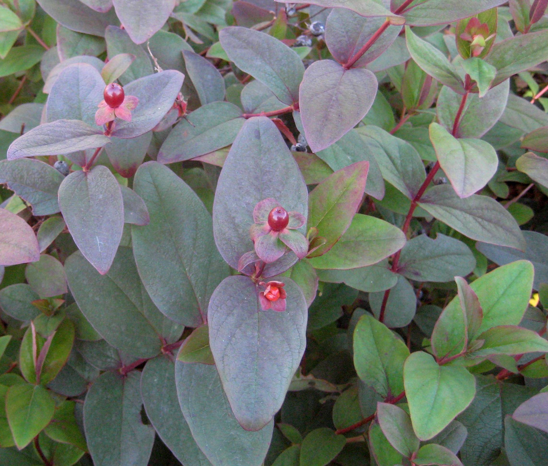 HYPERICUM X A. &