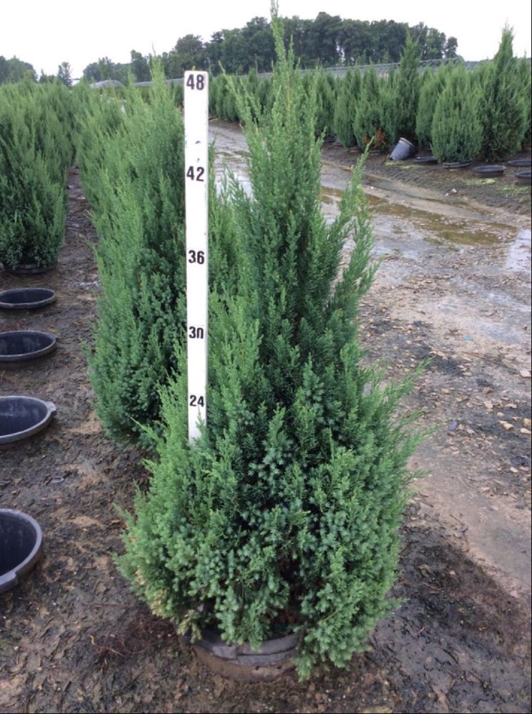 JUNIPER C. &