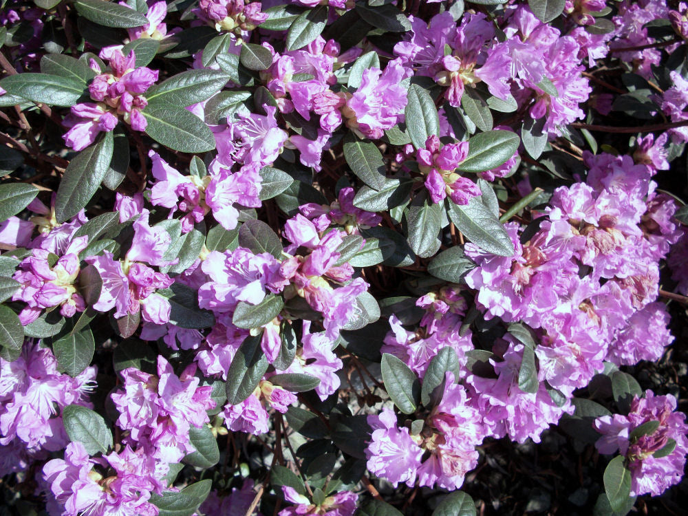 RHODO. PJM &