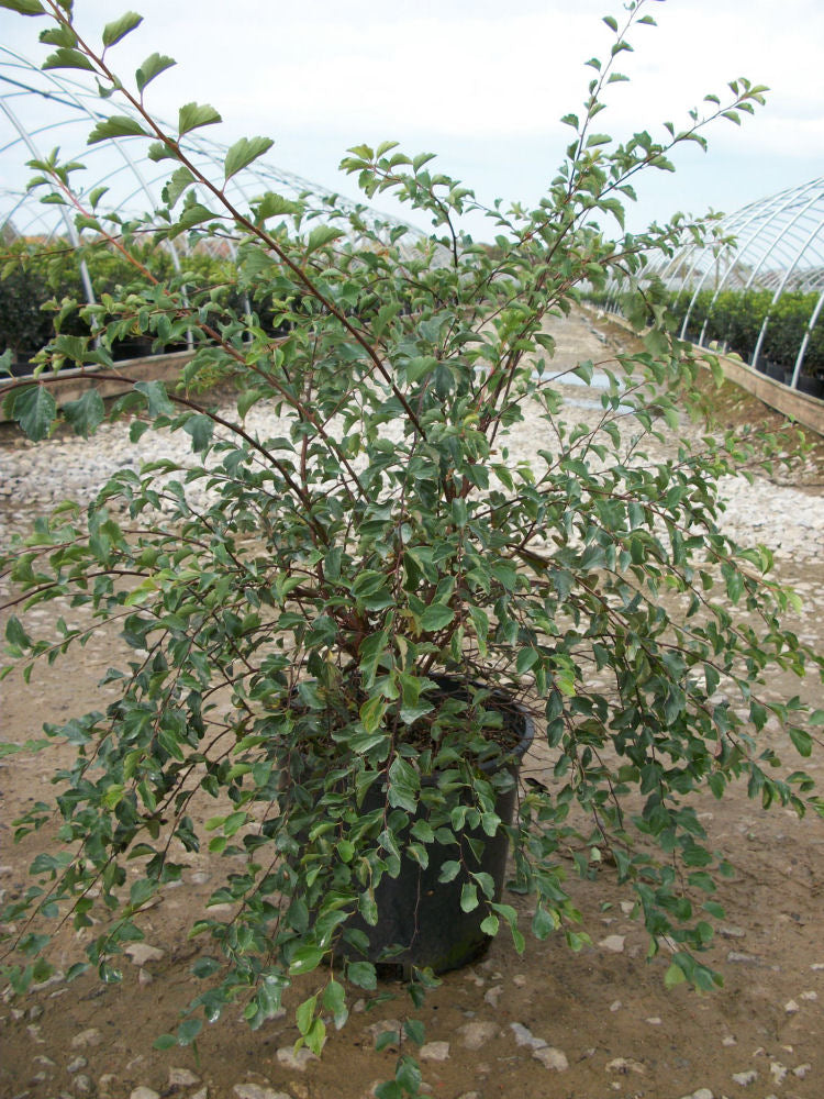SPIRAEA X. VAN. &