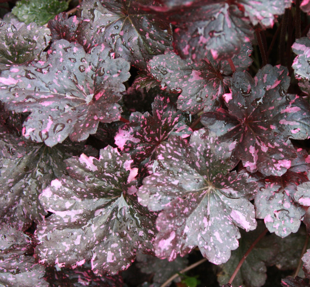 HEUCHERA &