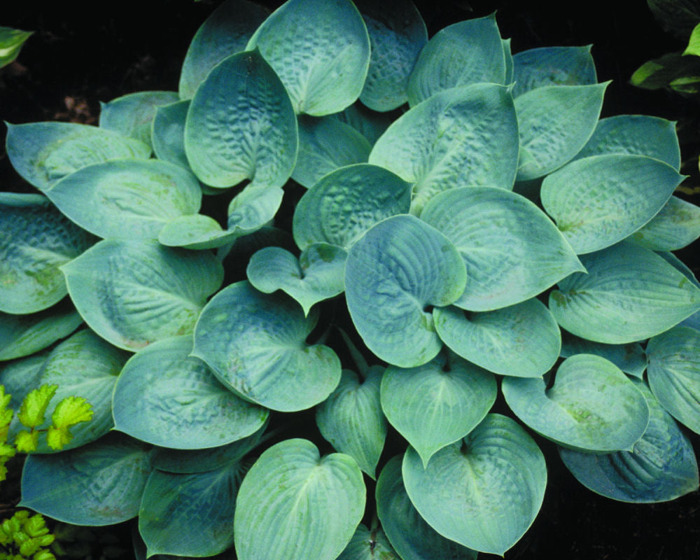 HOSTA &