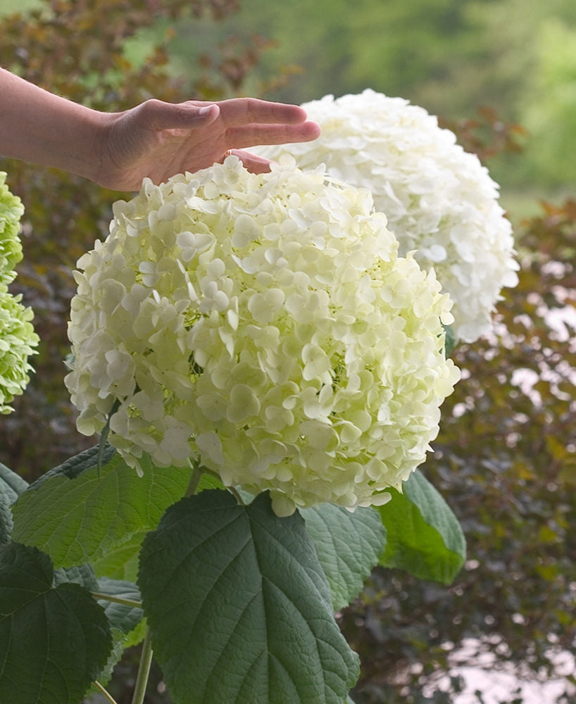 HYDRANGEA A. &