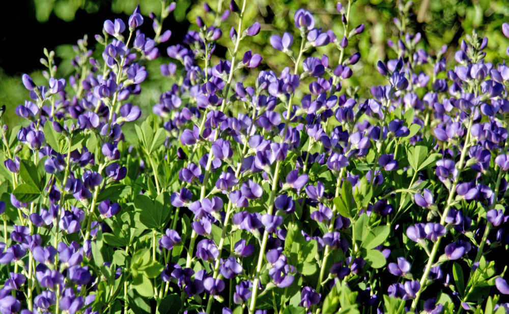 BAPTISIA AUSTRALIS  G1 AB