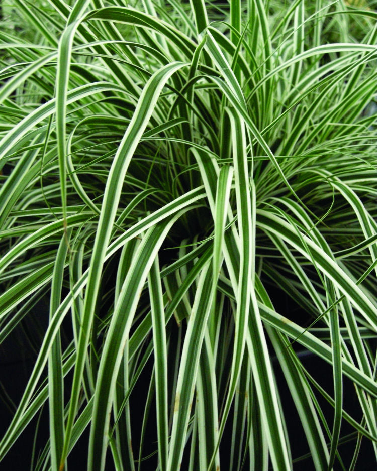 GRASS - CAREX &