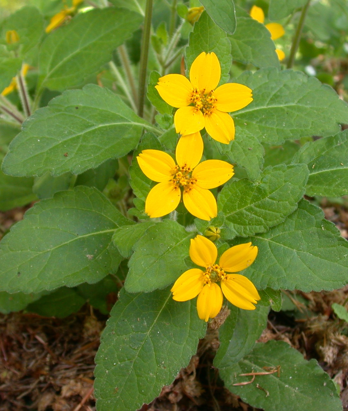 CHRYSOGONUM VIRGINIANUM  19CM/G1 AB