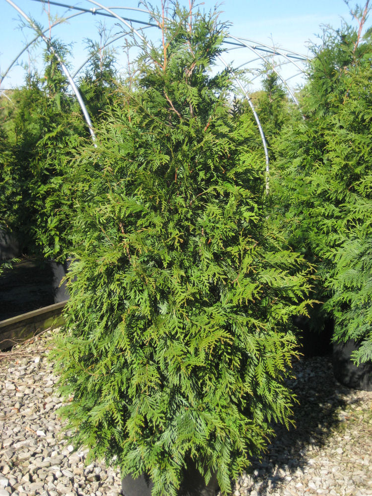 THUJA PLICATA &
