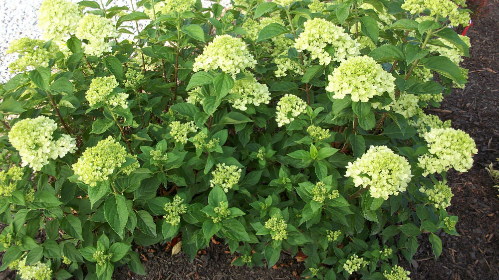 HYDRANGEA P &