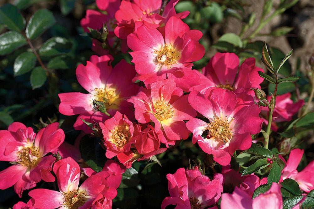 ROSE DRIFT &