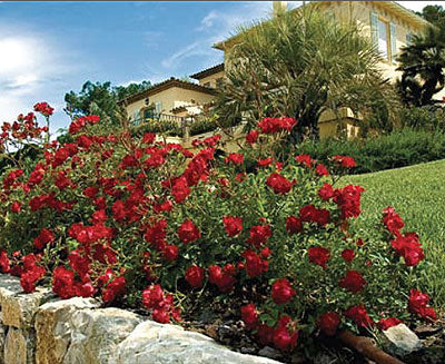 ROSE DRIFT &