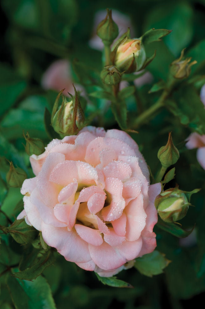 ROSE DRIFT &