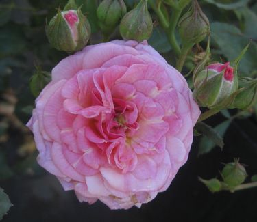 ROSE DRIFT &