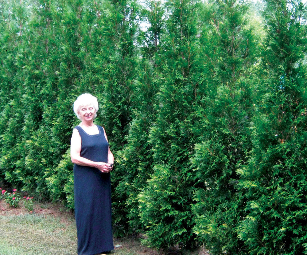 Arborvitae Full Speed a Hedge® American Pillar
