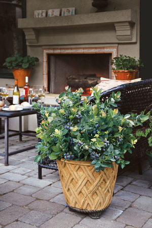VACCINIUM &