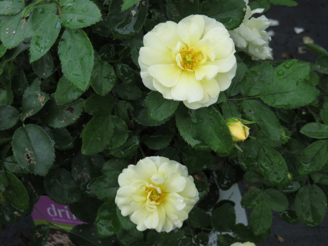 ROSE DRIFT &