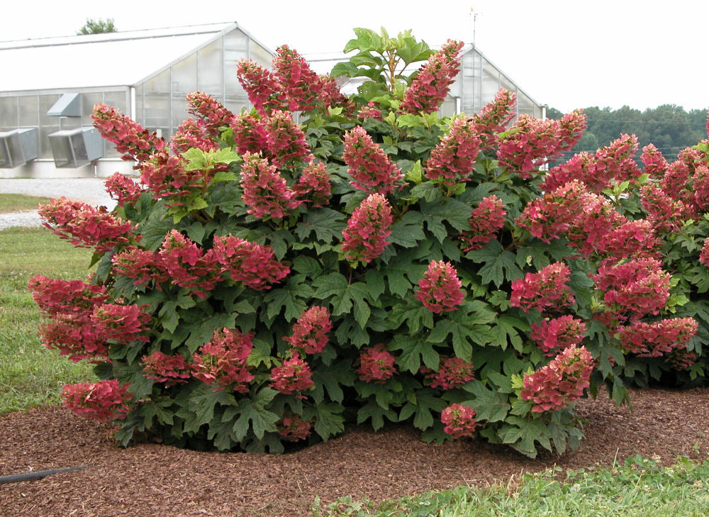 HYDRANGEA QU. &