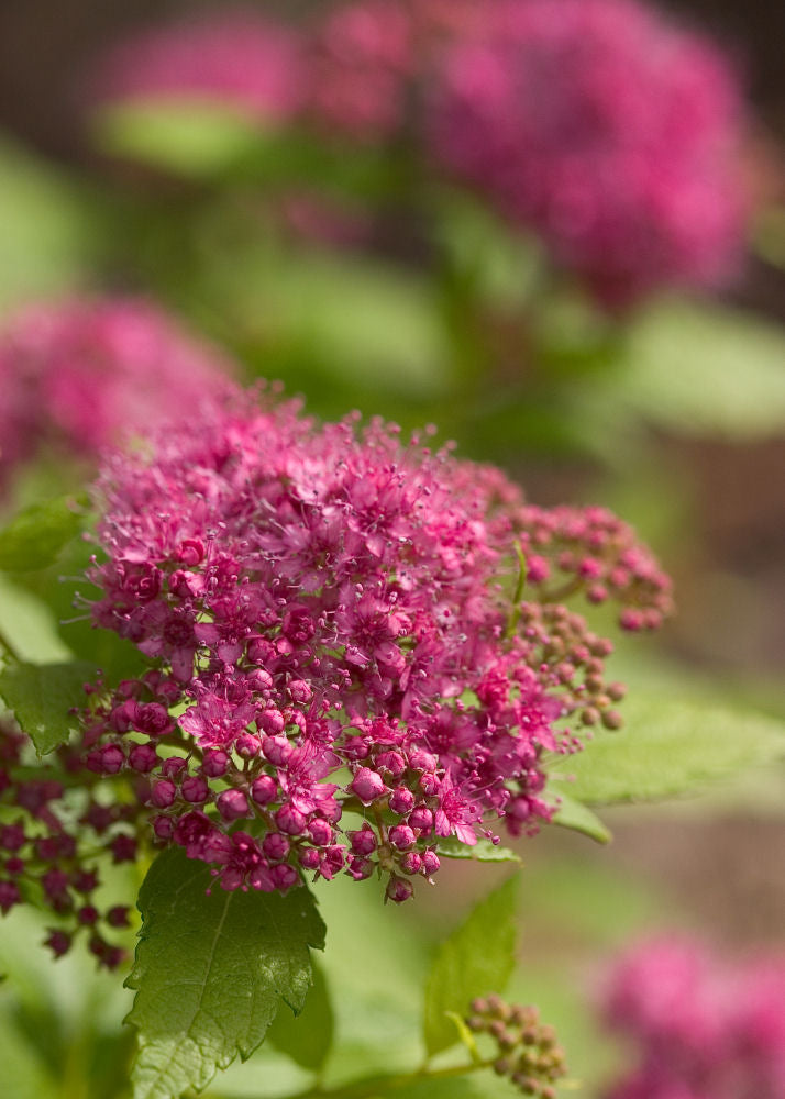 SPIRAEA JAP. &