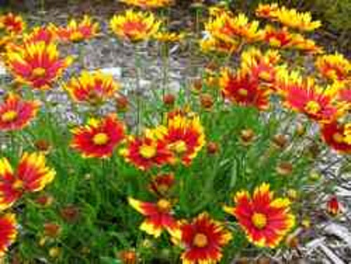 COREOPSIS X LIL BANG DAYBREAK  19CM PTW