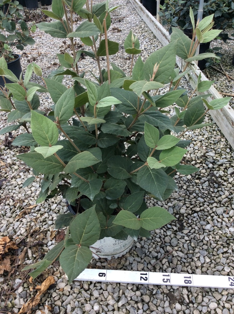 VIBURNUM CARLESII &