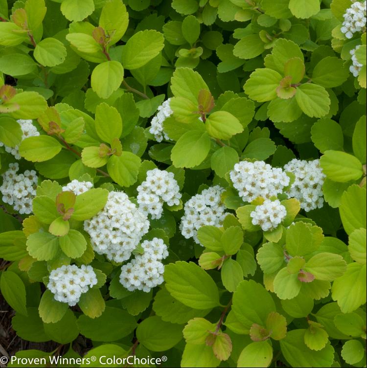 SPIRAEA BET. &