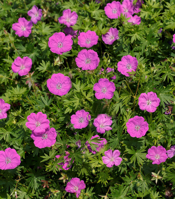 GERANIUM SANGUINEUM &