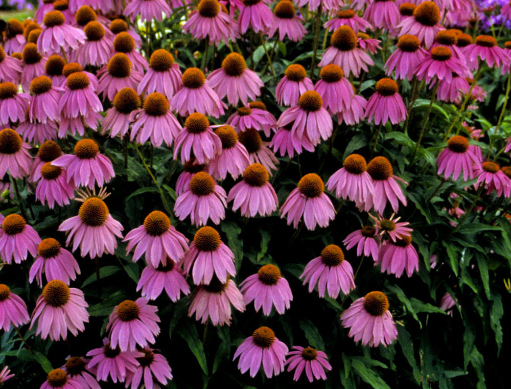 ECHINACEA P. &