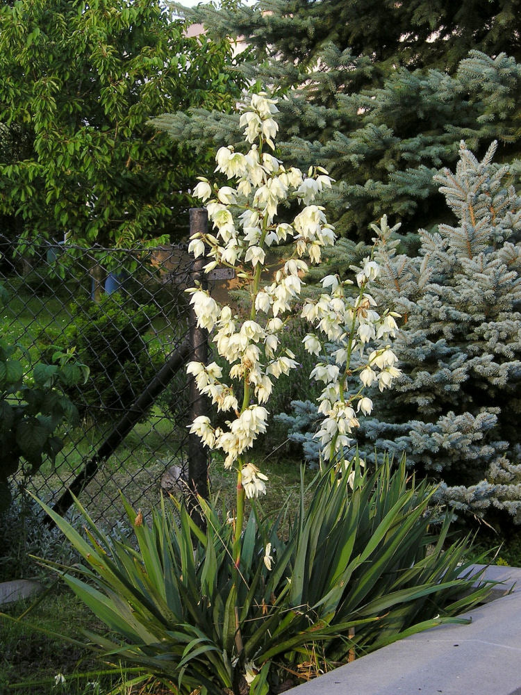 YUCCA FILAMENTOSA  G2