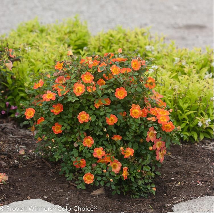 ROSE OSO EASY PAPRIKA G2 PW