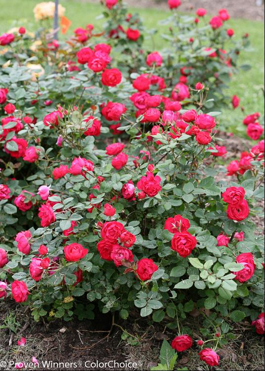 ROSE OSO EASY DOUBLE RED® G2 PW