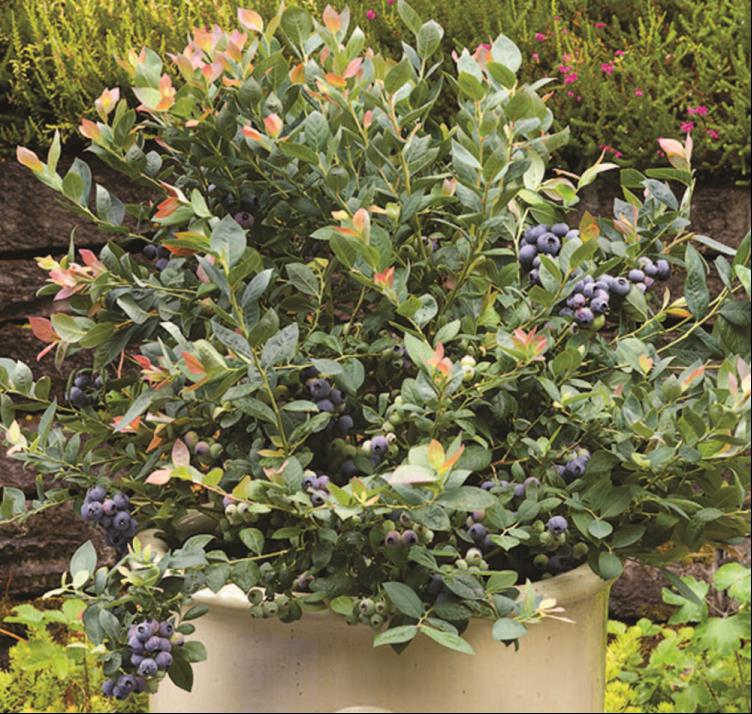 VACCINIUM PINK ICING 19CM RAZ