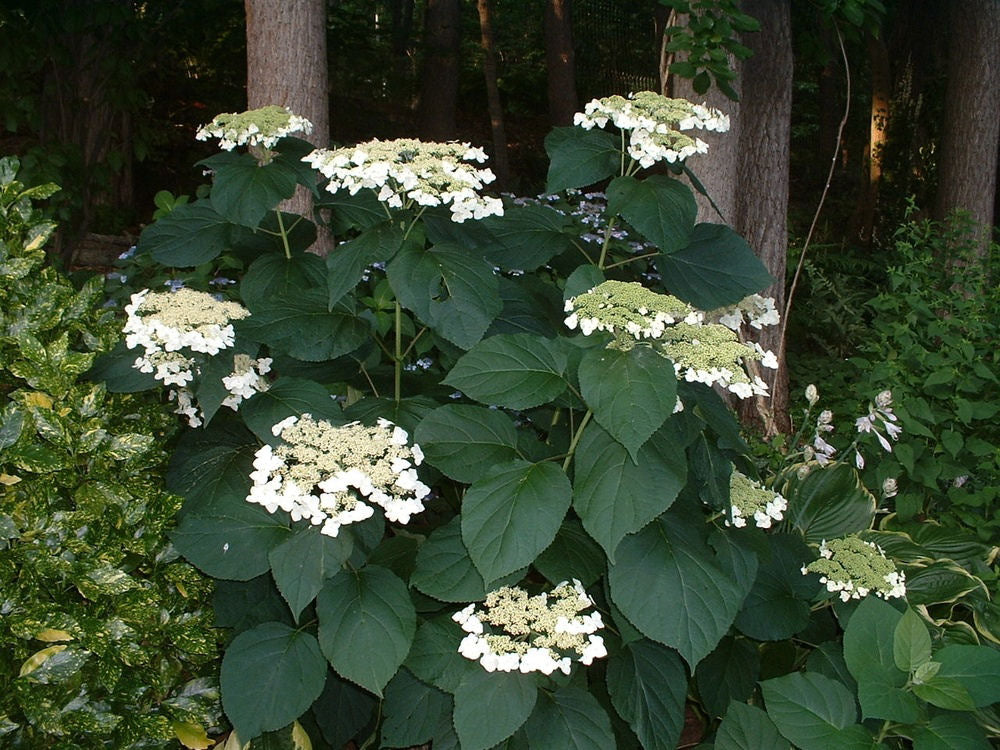 HYDRANGEA A. &