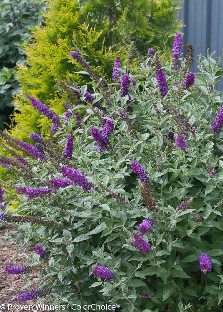 BUDDLEIA &