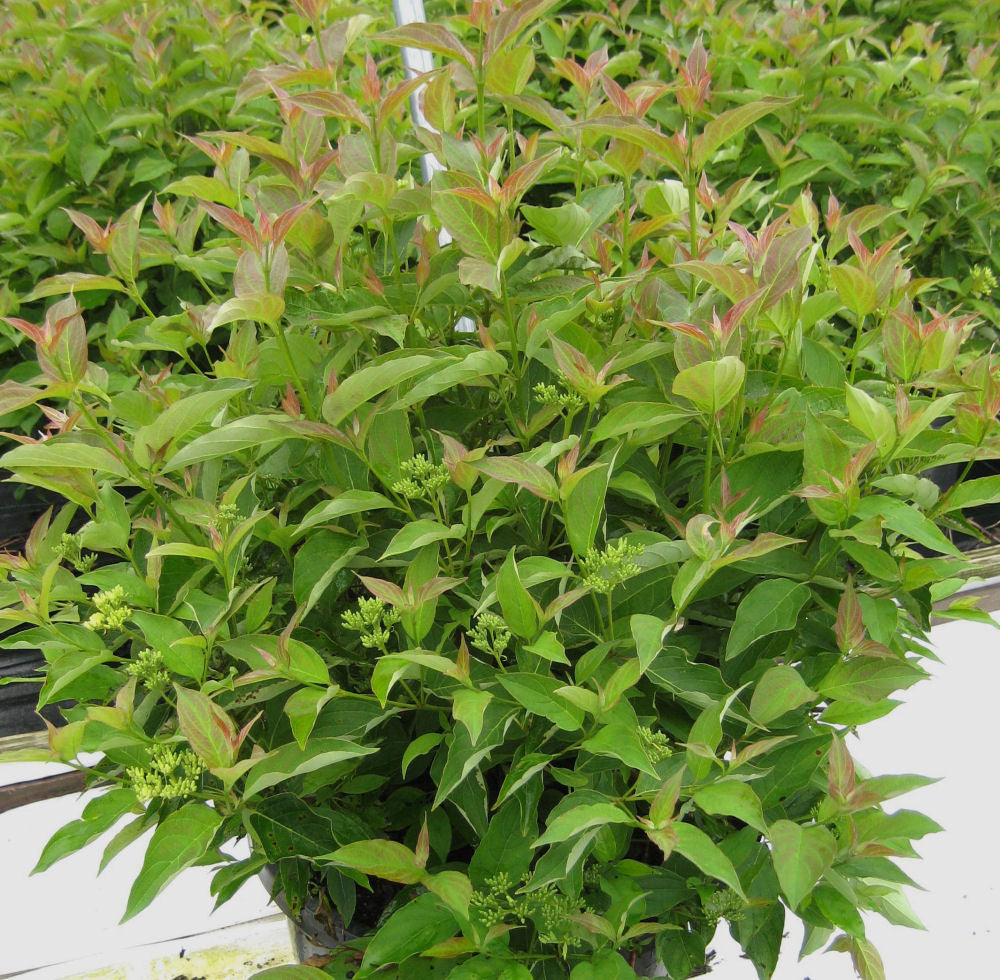 CORNUS RACEMOSA &