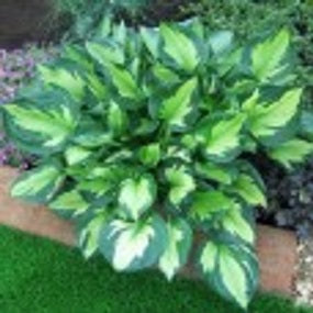HOSTA &