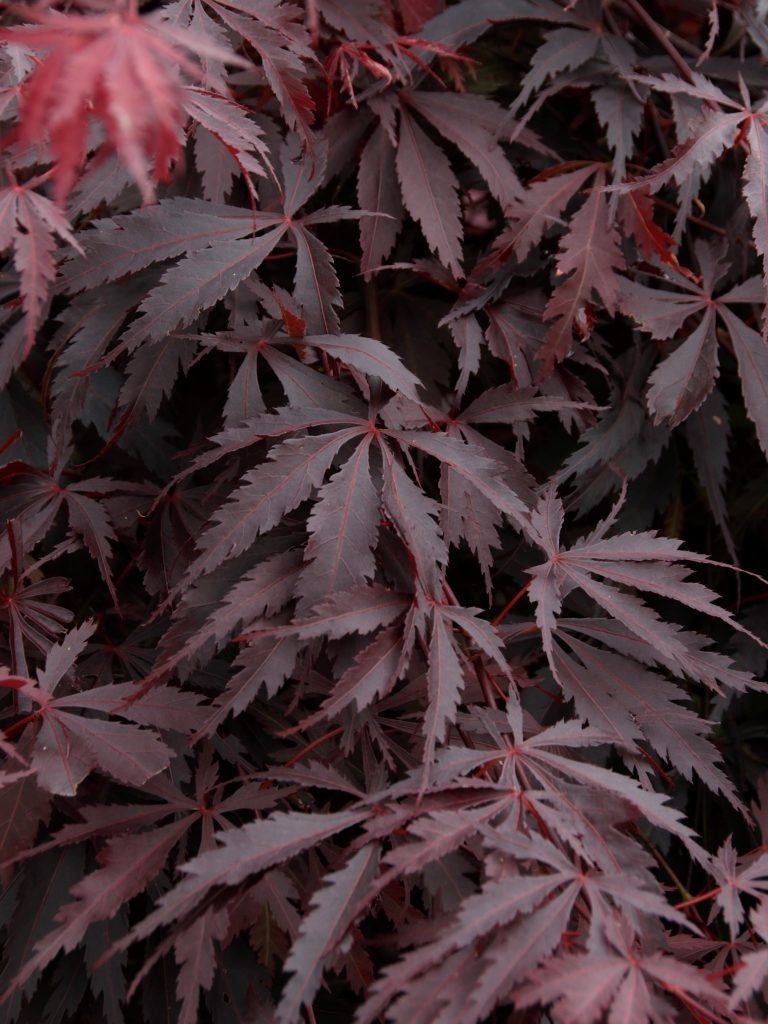 Burgundy Lace Japanese Maple (ACER PA. BURGUNDY LACE) 3 Gallon Pot,  24&quot; tall, low branch form