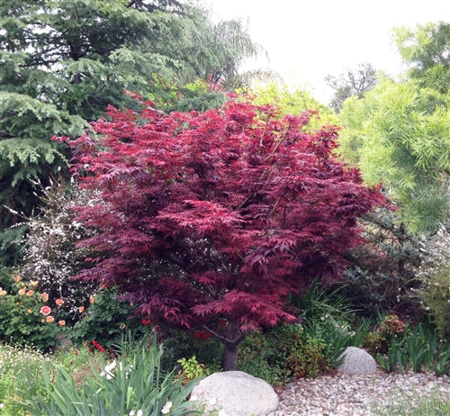 Japanese Maple &