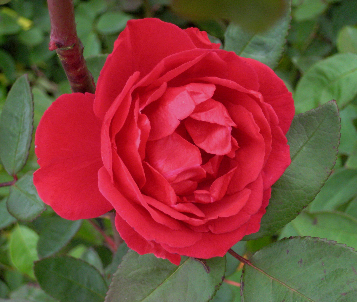 ROSE CL. &