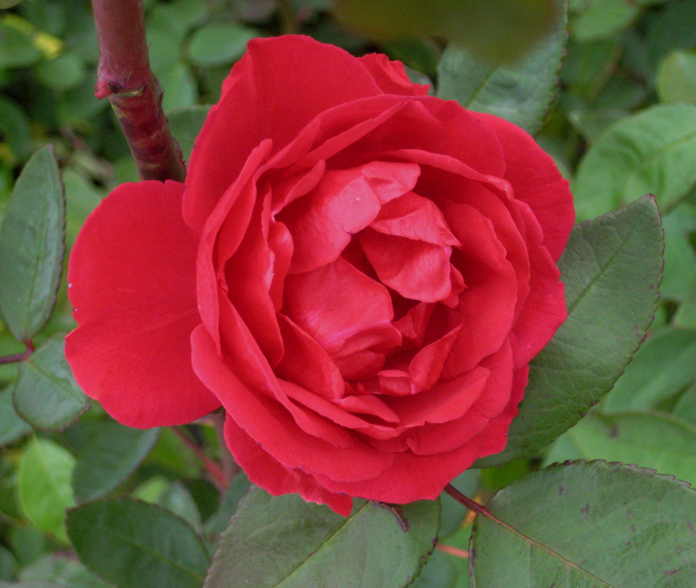ROSE CL. &