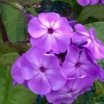PHLOX PAN. &