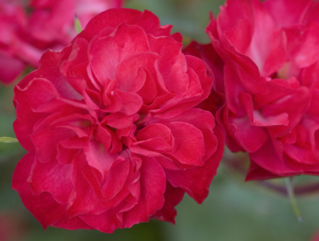 ROSE E.E. &