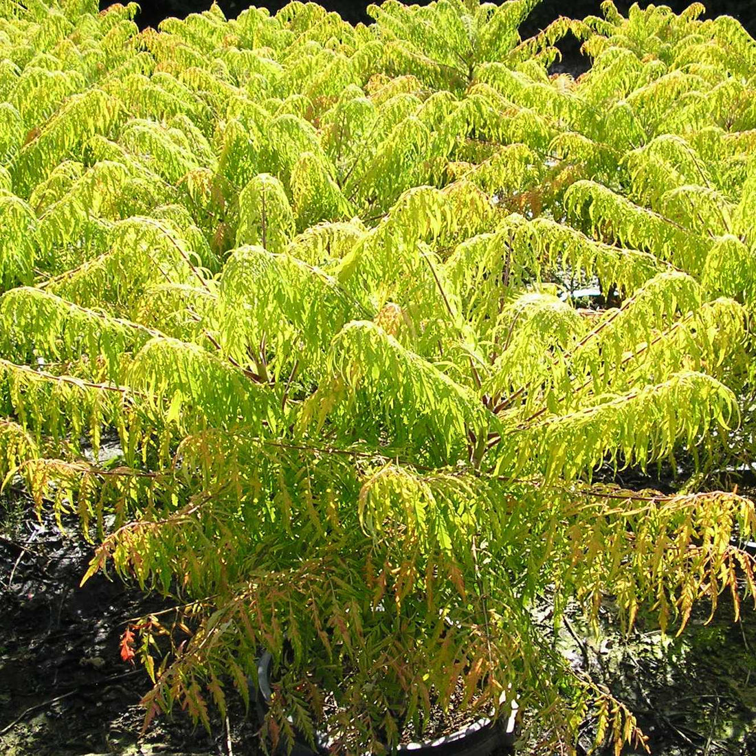 Tiger Eyes® Cutleaf Staghorn Sumac (RHUS TYPHINA BAILTIGER)