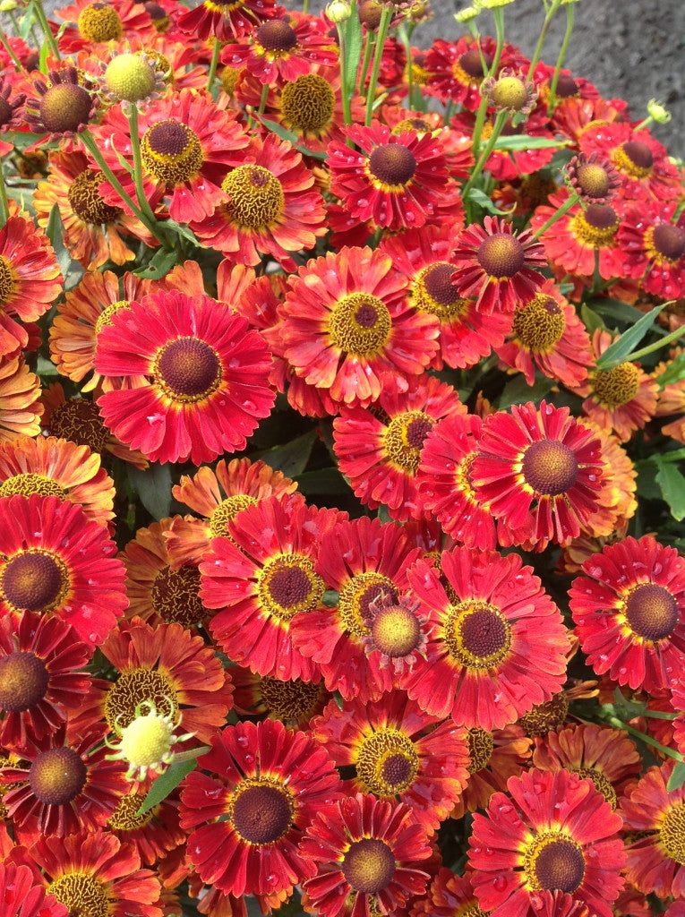 HELENIUM MARIACHI &