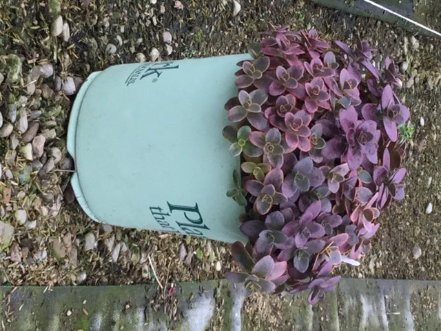 SEDUM &