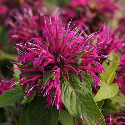 Bee Balm Balmy Purple