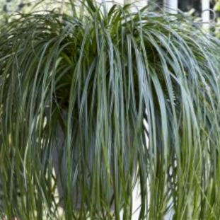 GRASS - CAREX RIBBON FALLS  19CM PTW