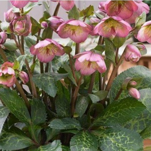 HELLEBORUS FROSTKISS &