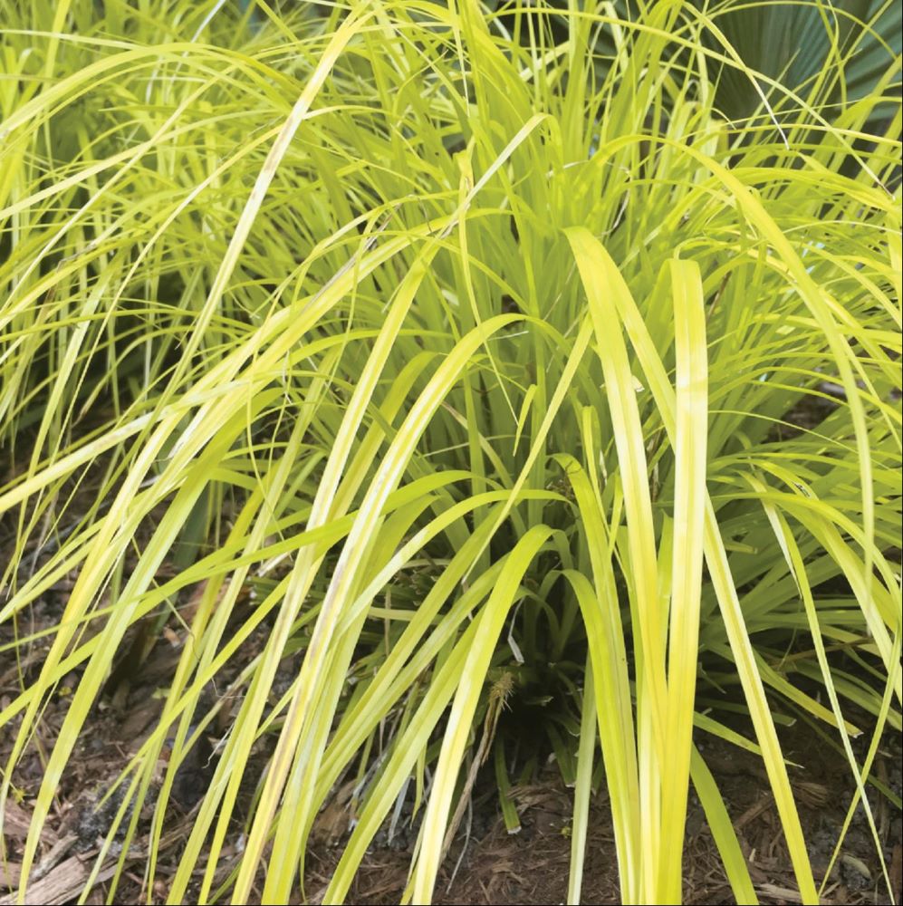 GRASS - CAREX &