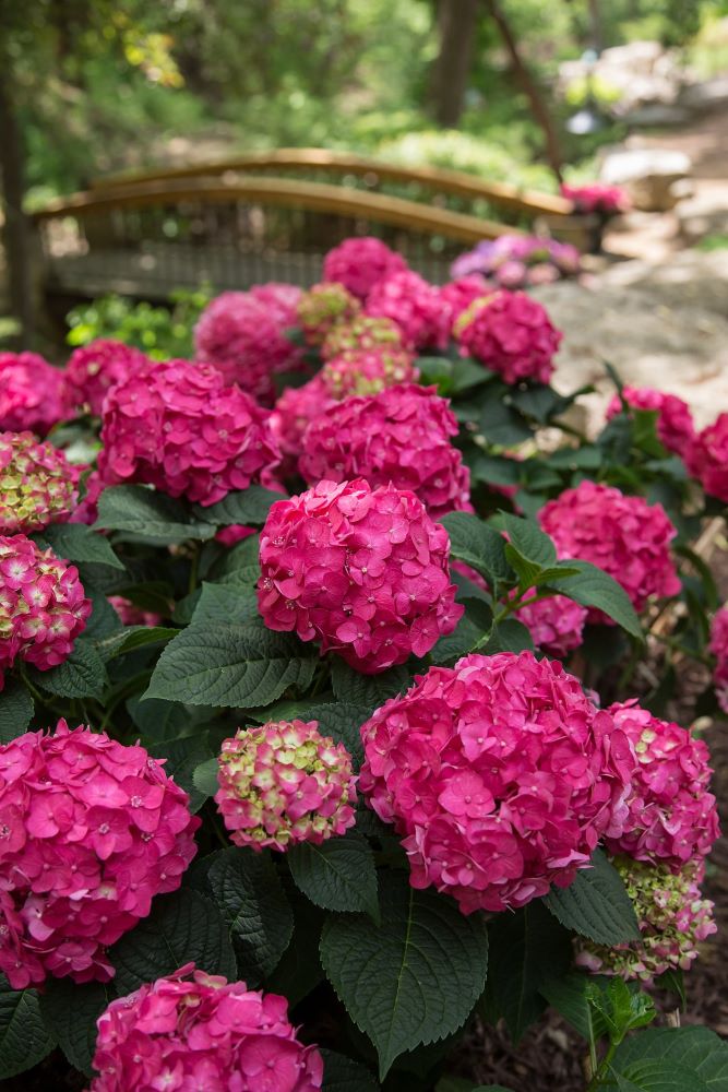 HYDRANGEA M. &