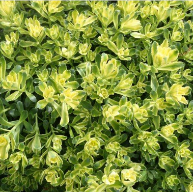 SEDUM &