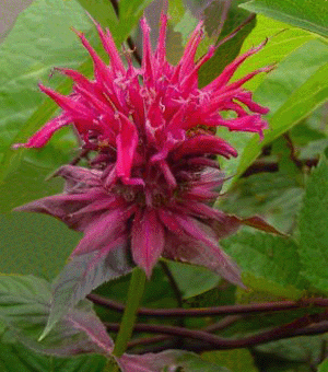 Bee Balm Raspberry Wine